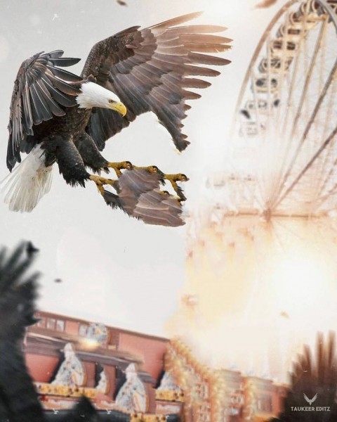 Eagle Editing PicArt Background HD Background