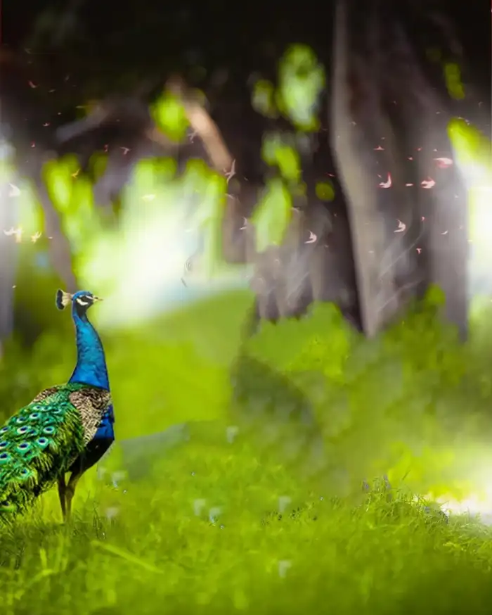 Editing Peacock In The Grass Forest Background