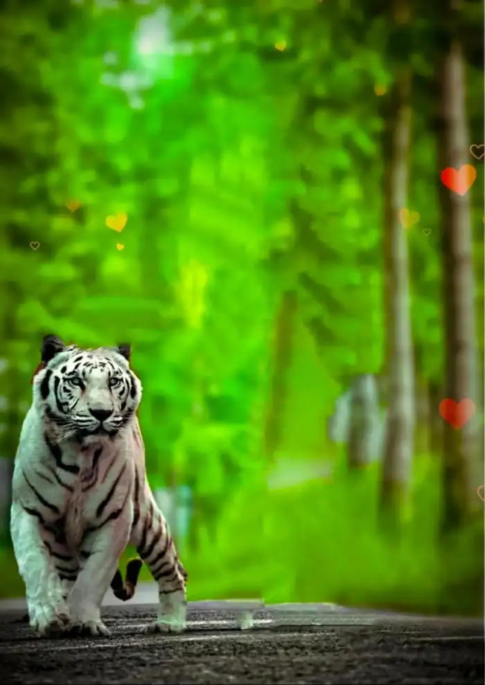 Editing Tiger Walking On A Path Background