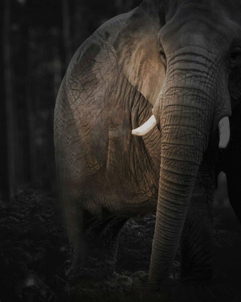 Elephant Editing CB Background