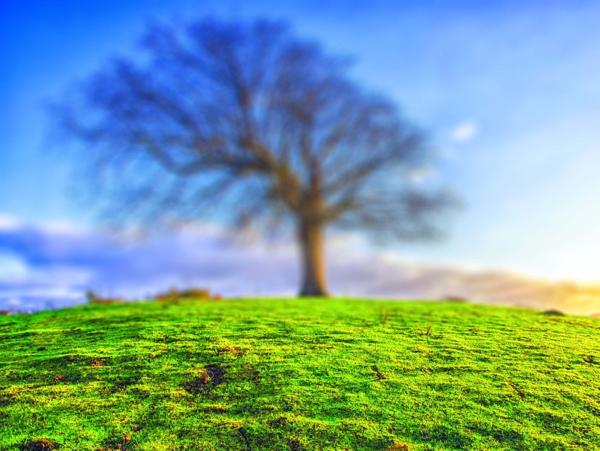 Field Grass Tree CB Picsart Editing Background HD Download Free