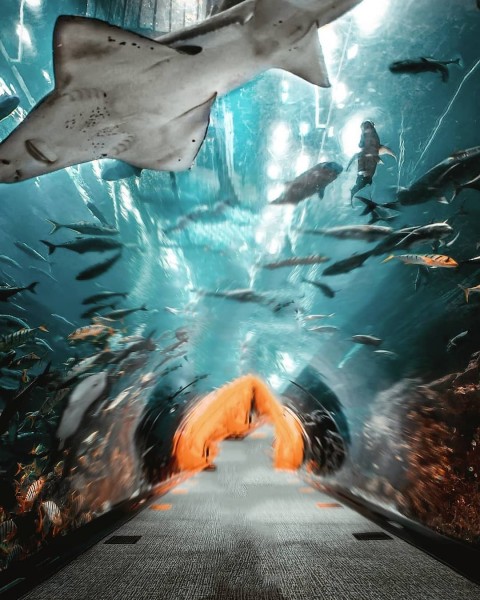 Fish CB Background underground