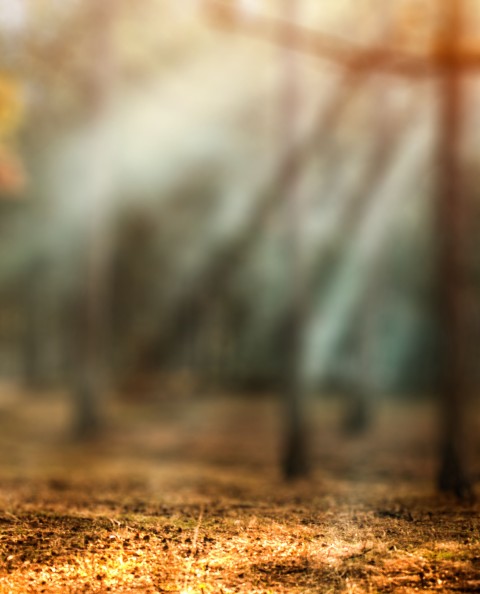 Forest Blurred Editing CB Picsart Background  HD Download