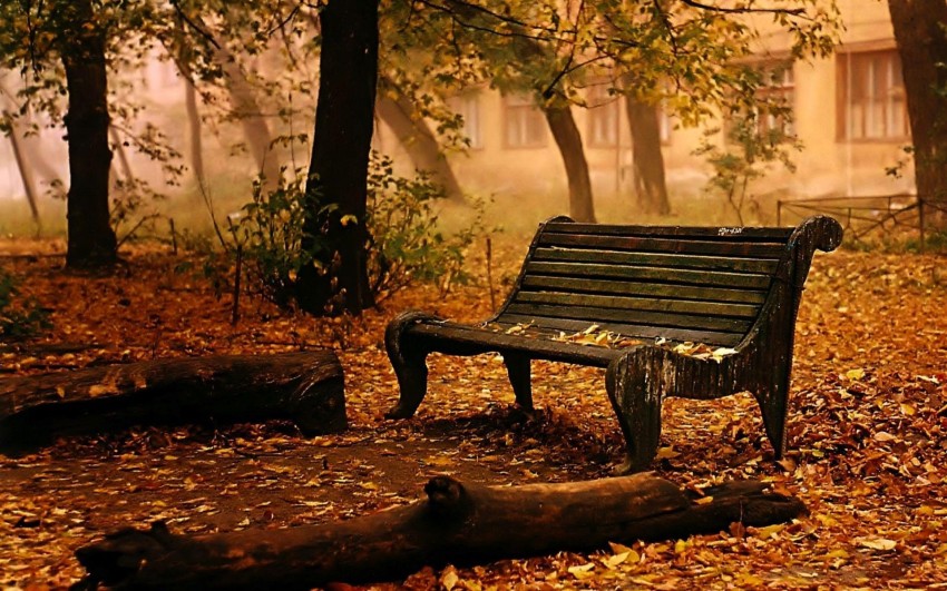 Forest Chair Background Wallpaper Full HD | CBEditz