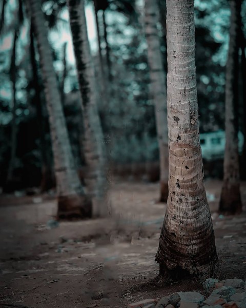 Forest Editing CB Background