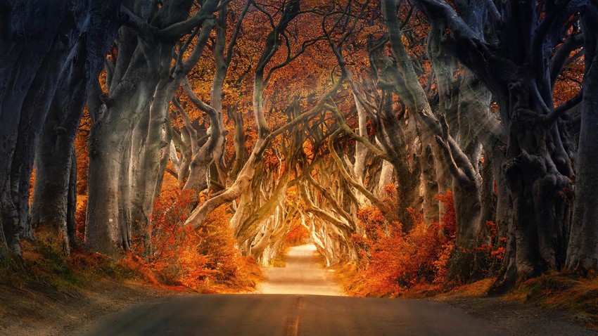 Forest Nature Road Background HD Download