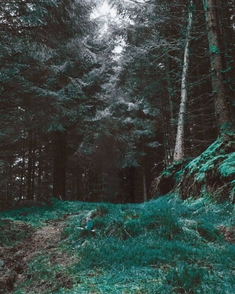 Forest PicsArt CB Editing HD Background