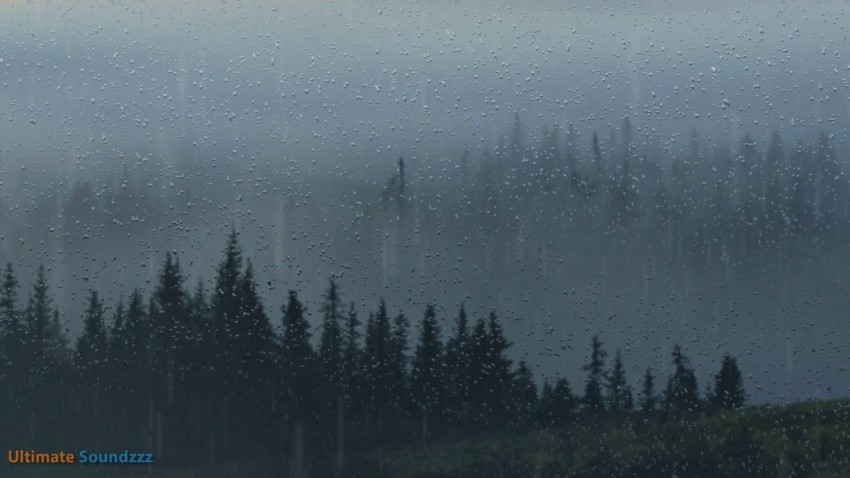 Forest Rain HD Background Pic Download