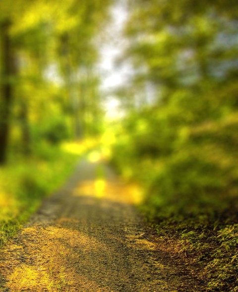 Forest Road  CB Picsart Background Full HD Download
