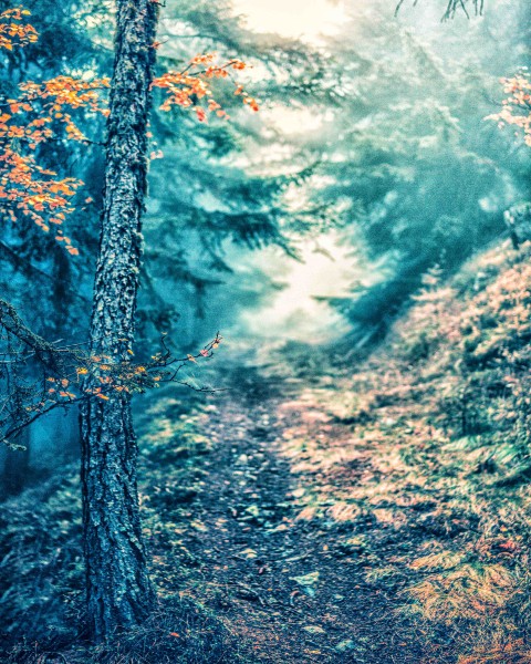 Forest Tree Photo Editing Background Full HD Download | CBEditz