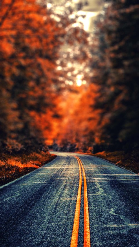 🔥 Forest Tree Road Editing Background Full HD Download Free | CBEditz