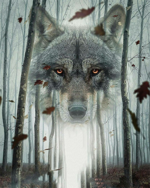 Fox Forest CB Background
