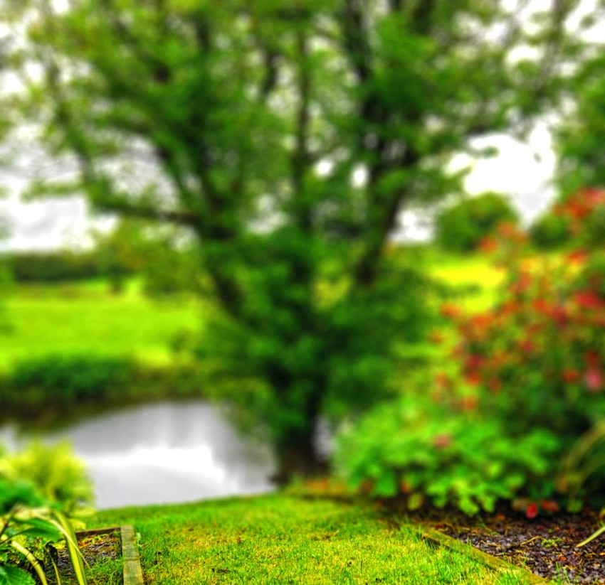Garden Tree CB Picsart Editing Background HD Download