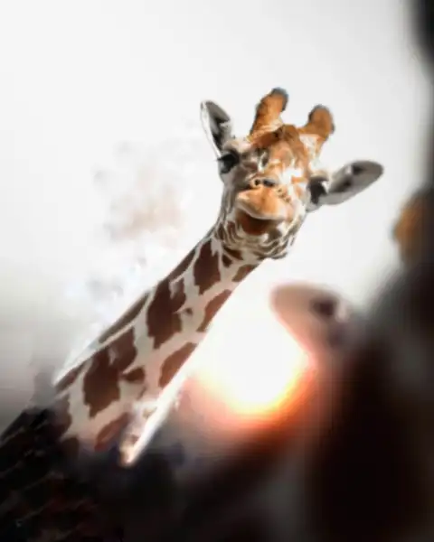 Giraffe Picsart CB Full HD Background Download