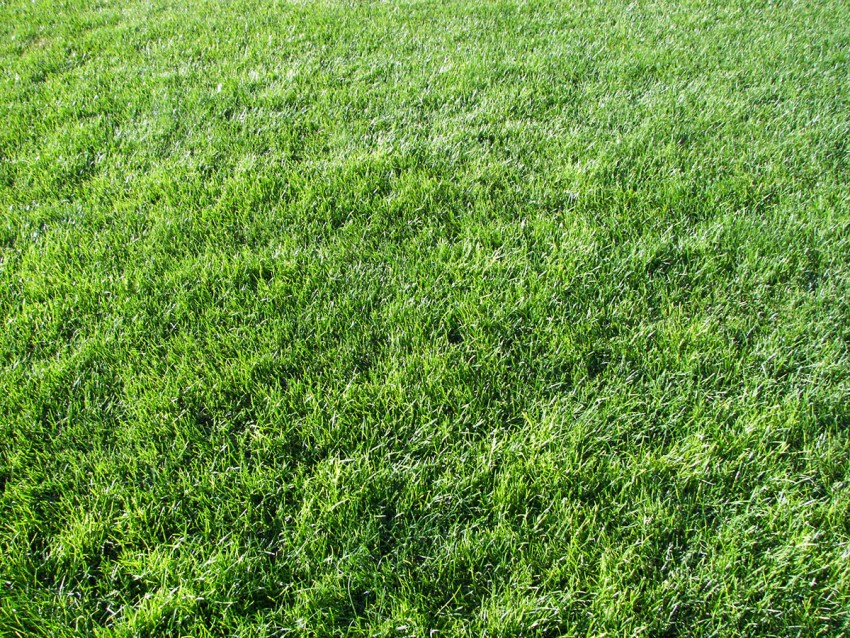 Grass Background Images High Resolution  Download