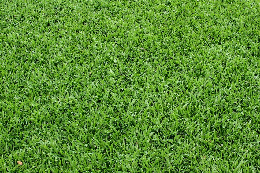 Grass Background Images PhotosHigh Resolution