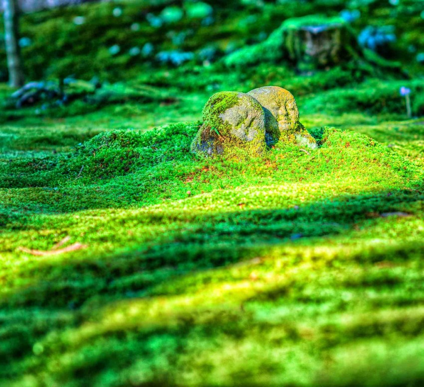 Grass Field CB Picsart Editing Background Full HD Download - CBEditz