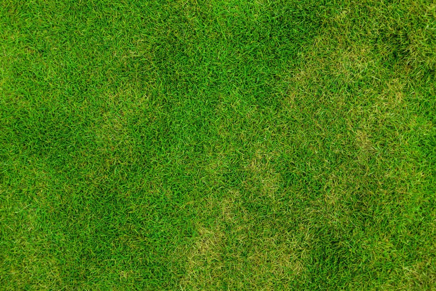 Grass High Resolution Background Images Photos