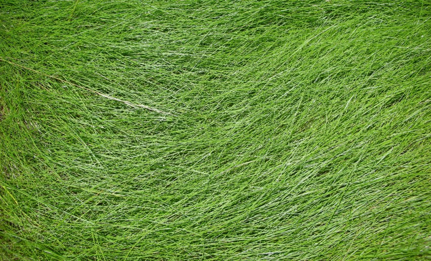 Grass High Resolution HD Background Images Photos Downloa