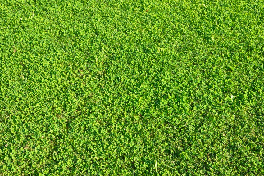 Grass Texture Background Images Photos Download