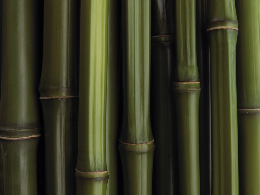 Green Bamboo Background High Resolution Photos (2)