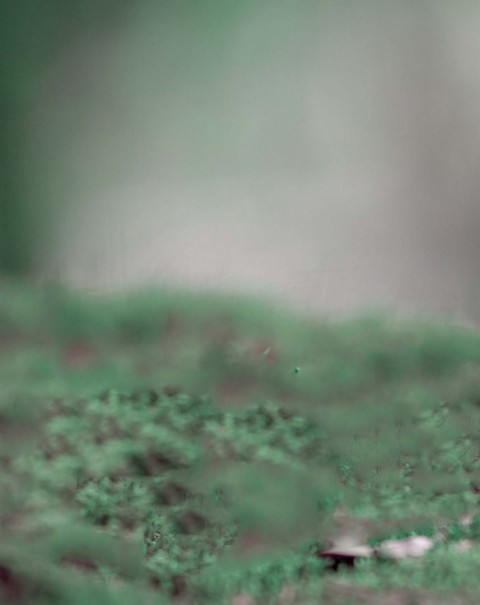 Green Blur Background Full HD Download Free