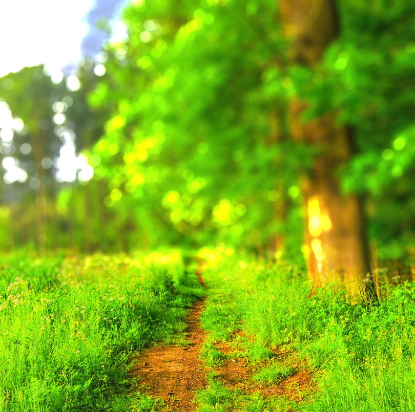 Green Forest Grass CB Picsart Editing Background Full HD | CBEditz