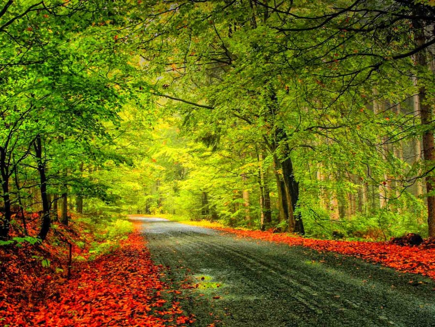 Green Forest Road Background Full HD Download | CBEditz