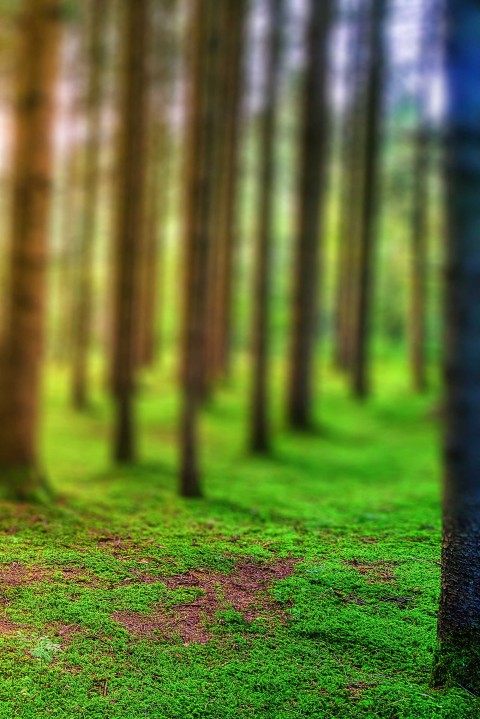 🔥 Forest Tree CB Picsart Background Full HD Download | CBEditz