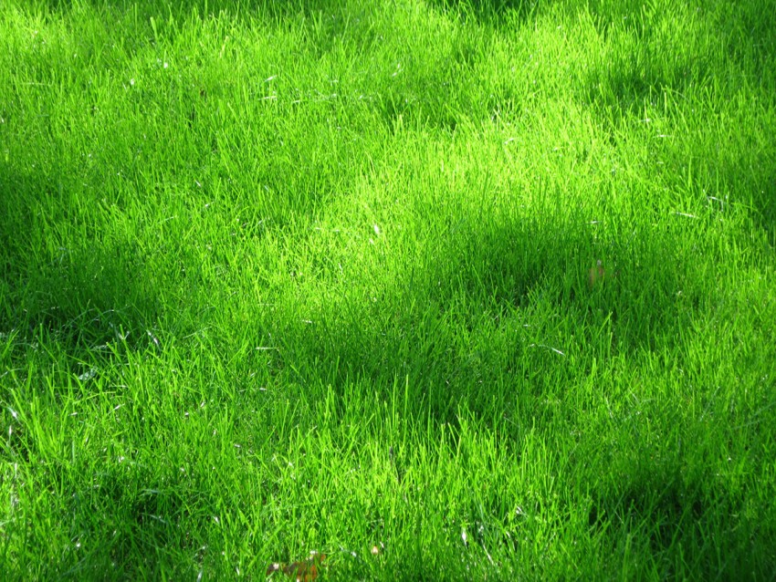 Green Grass Background Images Photos Download