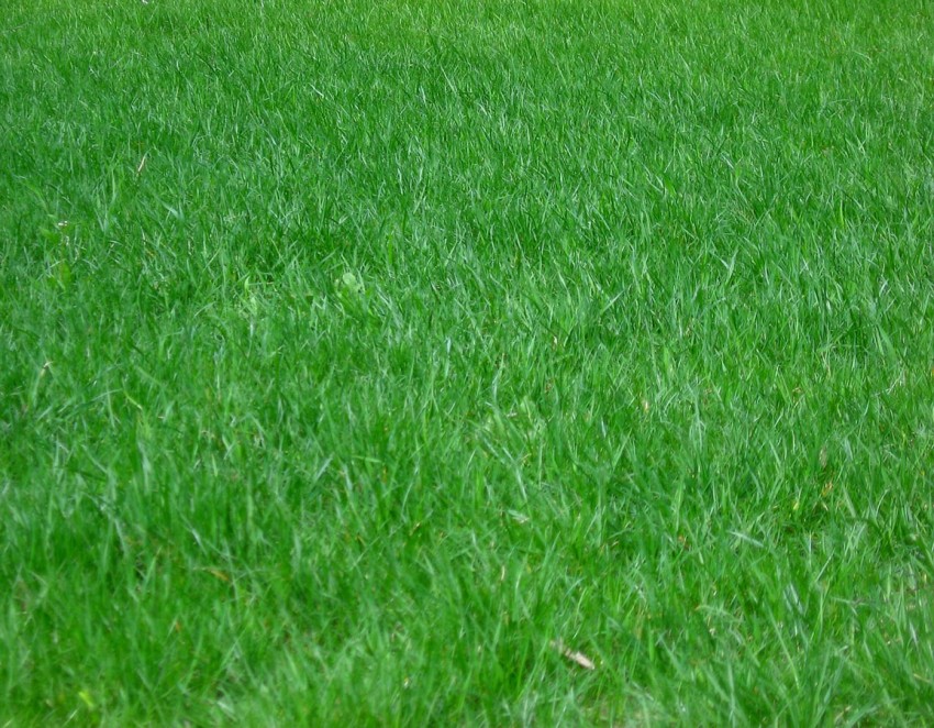 Green Grass Background Images Photos High Resolution
