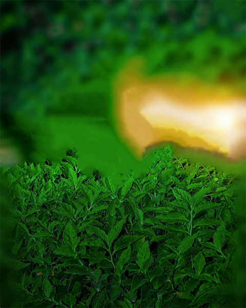 Green Grass CB Background For Lightroom