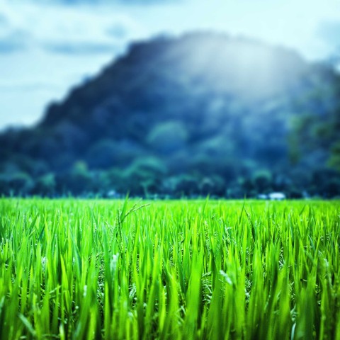 Green Grass CB Picsart Editing Background Full HD Download