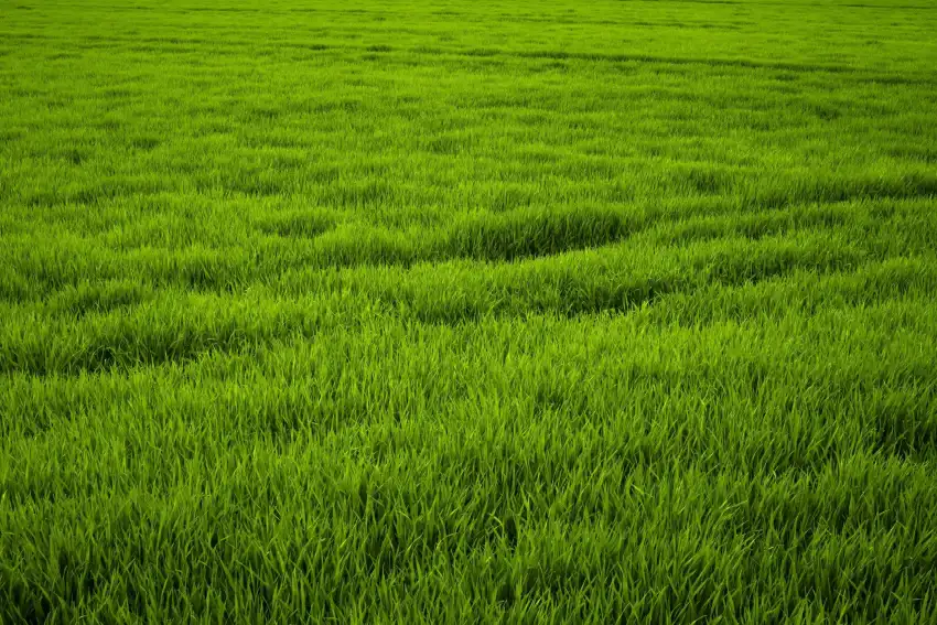 grassy field hd