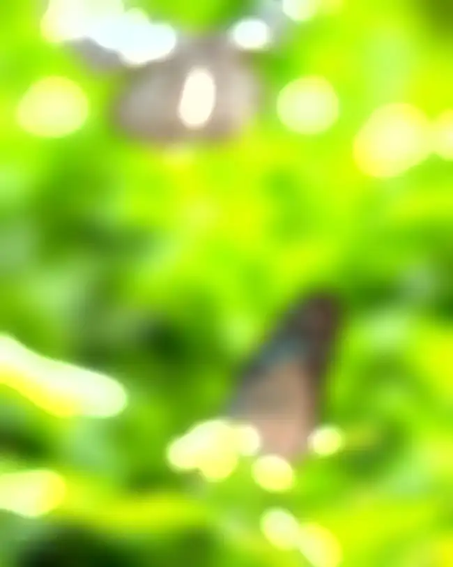 Green Light Blur CB Background HD For Lightroom Download