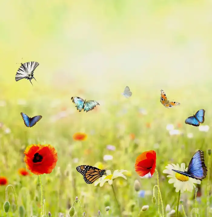 🔥 Green Nature Butterfly With Flowers Background HD Images | CBEditz