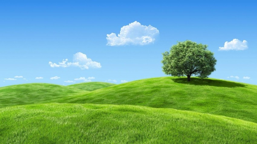 Green Nature Tree Background Wallpaper HD Download