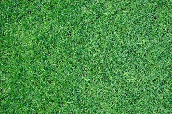 🔥 Green Real Grass Field Editing Background HD Images Free | CBEditz
