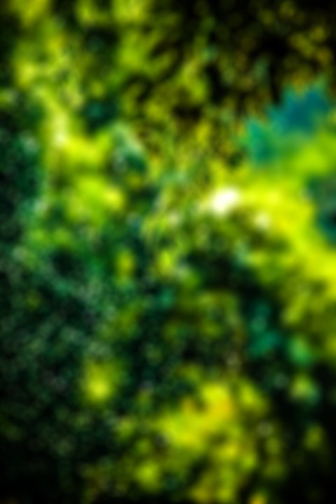 Green Tree Blur DSLR Background Full HD Download CBEditz