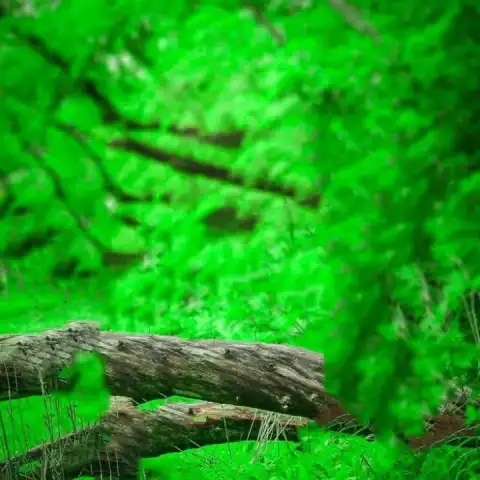 Green Tree CB Background Full HD Download