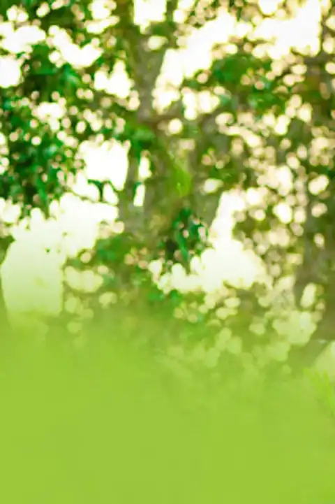Green Tree CB Background Full HD Download