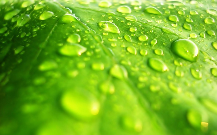 Green Water Drop Background Download Free