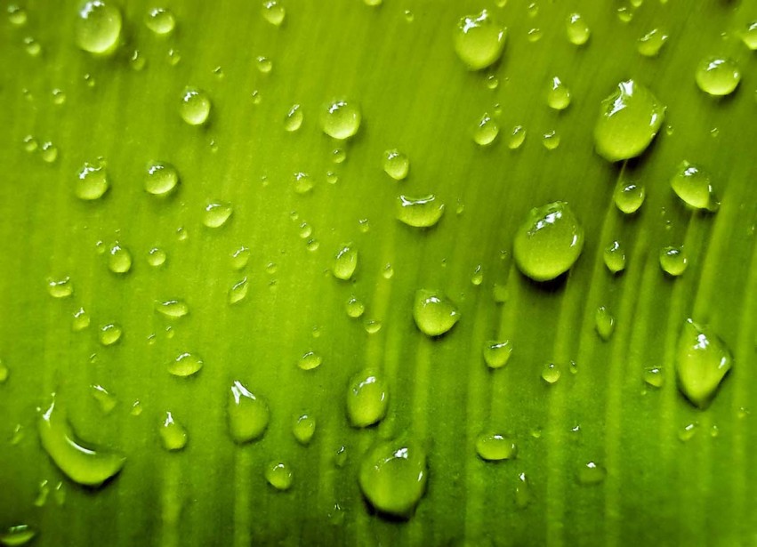 Green Water Drop Background Full HD Download