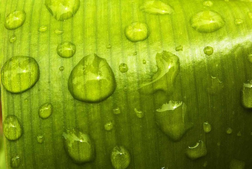 Green Water Drop HD Background Download