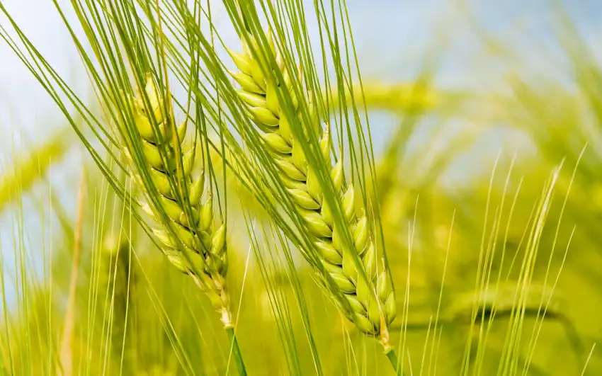 Green Wheat Field Background HD Download