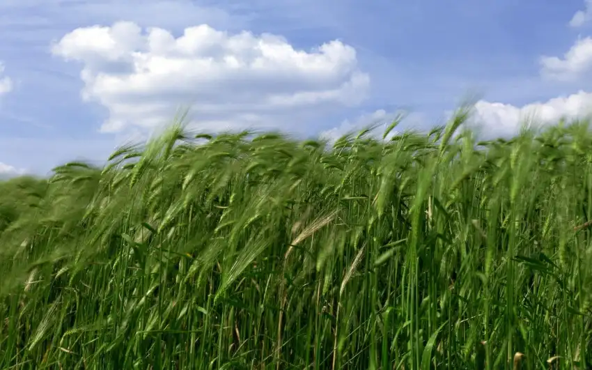 Green Wheat Field Background Image Photo HD Download