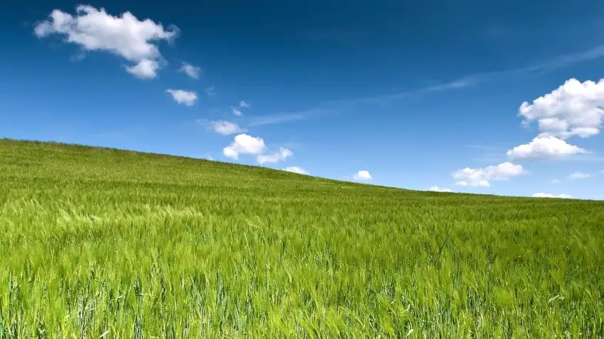 Green Wheat Field Blue Sky Background HD Download