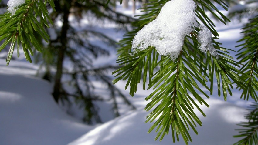 Green Winter Tree Background HD Images Download