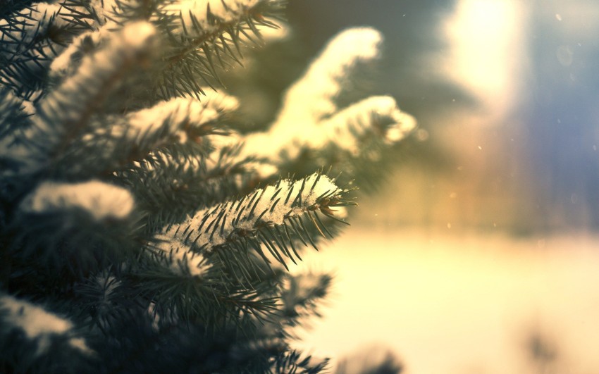 Green Winter Tree Background HD Photos Download