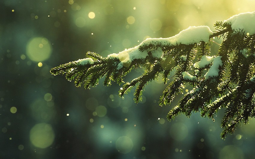Green Winter Tree Editing Background HD Download